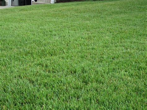 weed control - What's an organic way to discourage crabgrass from a ...