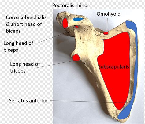 Anatomia da escápula do ombro Membro superior Tubérculo supraglenoide, braço, pessoas, posição ...