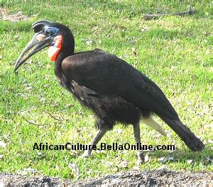 Abyssinian Ground Hornbill Facts - African Culture