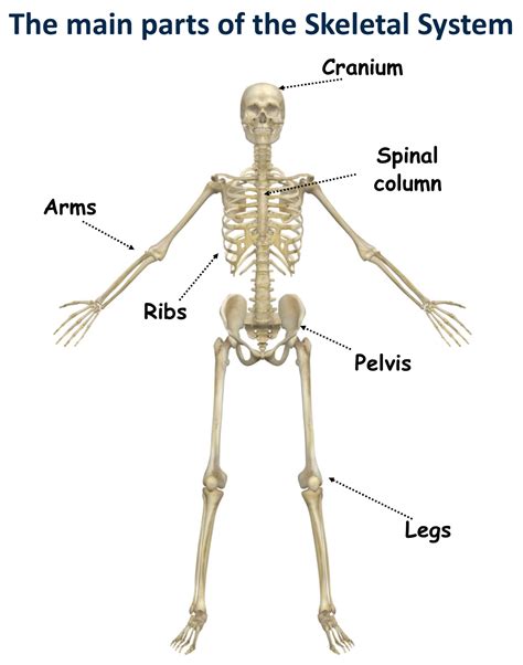 Pictures Of The Skeletal System at getemelyblog Blog