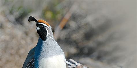 Quail hunting southeast N.M. - New Mexico Wildlife magazine