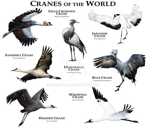 Cranes of the World | Pet birds, Birds, Wildlife animals