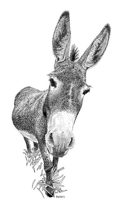 Donkey Drawing by Scott Woyak - Pixels