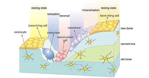 Get an Overview of Osteocytes- CUSABIO