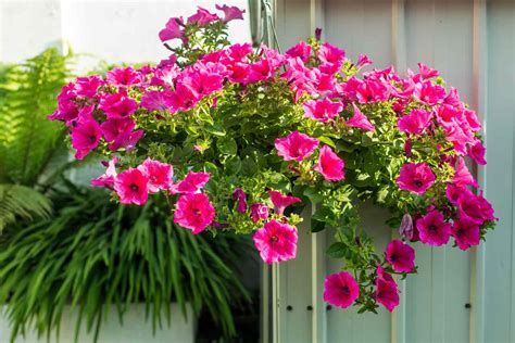 The Best Plants For Hanging Baskets