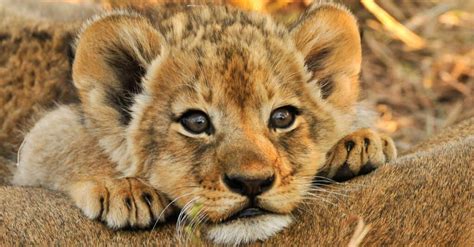 Leones bebés: imágenes y datos de los cachorros de león - nature