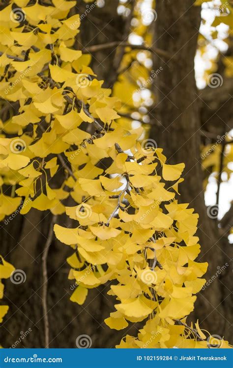 A Bouquet of Ginkgo Leaves on the Tree during Late Autumn Stock Photo - Image of beautiful ...