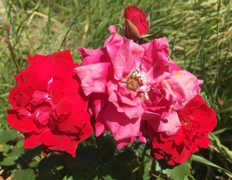 The Rose Bunch | These Canadian Shield variety have been a g… | Flickr