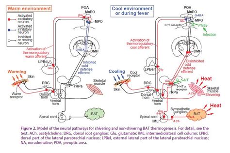 Central neural circuitry for shivering - The Physiological Society