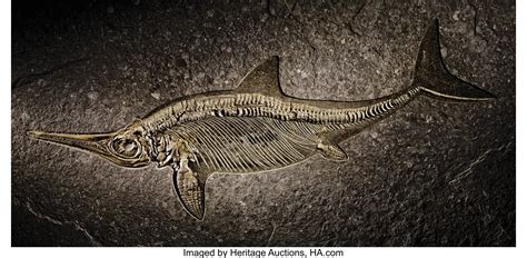 FINE GERMAN ICHTHYOSAUR. ... Fossils Amphibians & Reptiles | Lot #38326 | Heritage Auctions