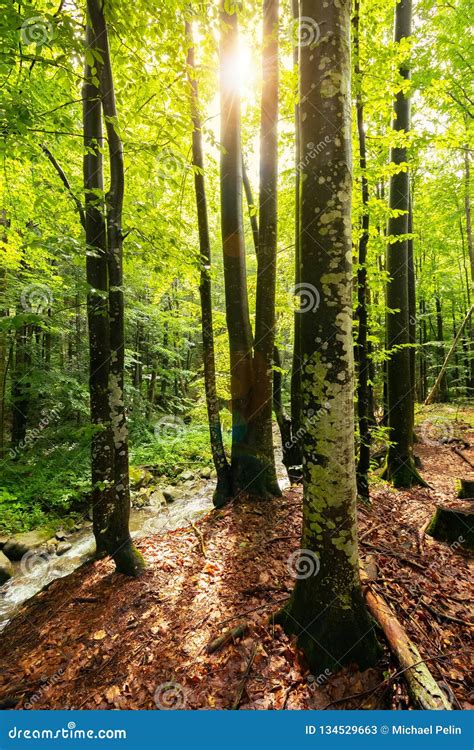 Sunlight in summer forest stock image. Image of deciduous - 134529663