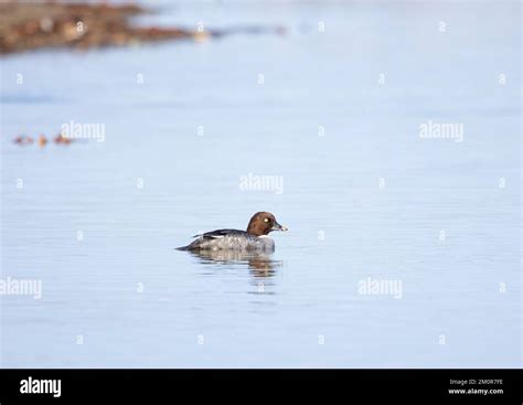 Common Goldeneye Female Stock Photo - Alamy