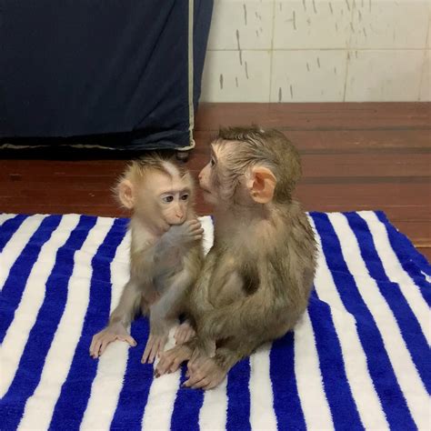 Two baby monkeys ROJO, JODA after swimming waiting and eating green grapes | monkey | Two baby ...