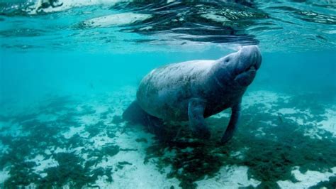 Dugong vs. Manatee: What's the Difference?