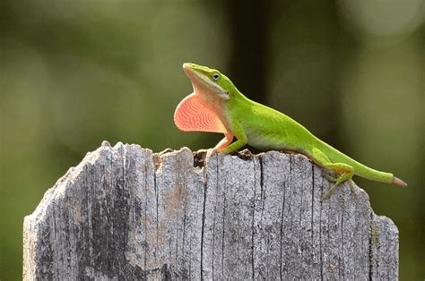 Green Anole Care Sheet | Reptiles' Cove