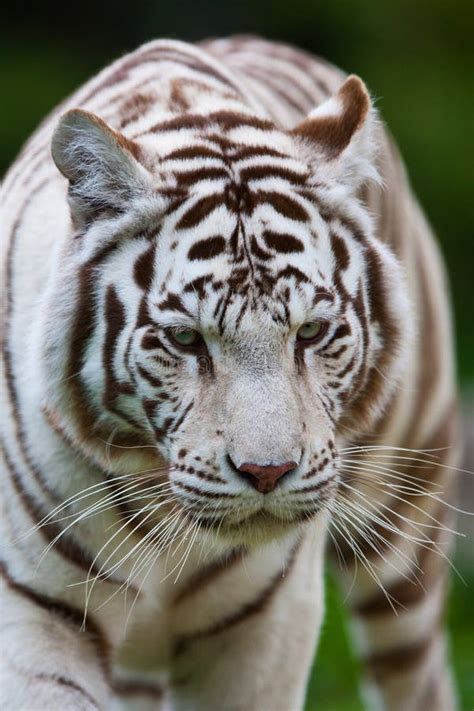 White Bengal Tiger stock image. Image of nature, large - 22388053