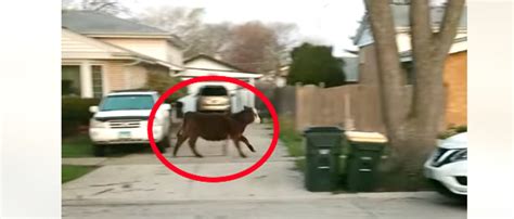 Cow Rampages Through Illinois Neighborhood In Alleged Senior Prank Gone ...