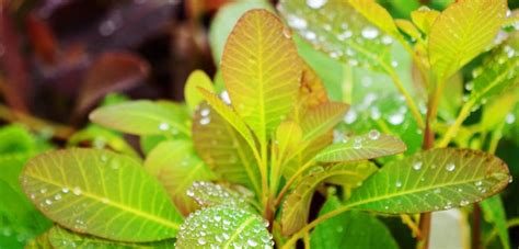 Silk Wood Community Planting Project: Phase One funded | Friends of Westonbirt Arboretum