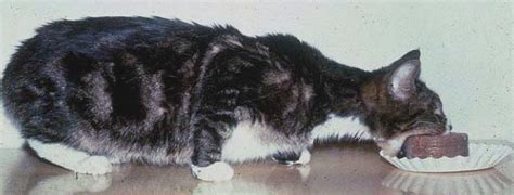 Insights into Veterinary Endocrinology: The Best Diet to Feed Hyperthyroid Cats