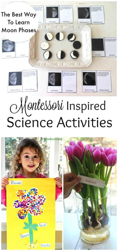 Preschool Montessori Science Activities and Ideas for Young Kids