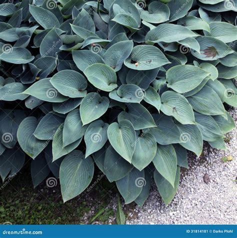 Hosta with dark green leaf stock image. Image of shade - 31814181