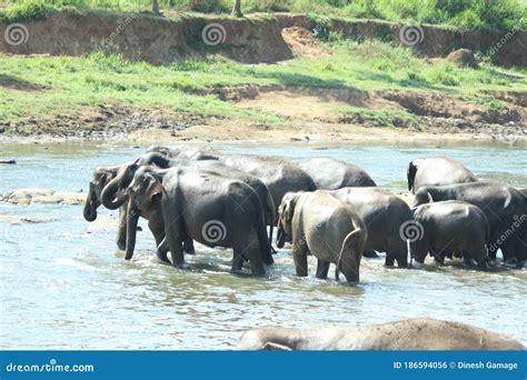 Elephants Bathing in Pinnawala Sri Lanka Stock Photo - Image of ground ...