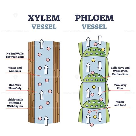 Xylem and phloem water and minerals transportation system outline diagram