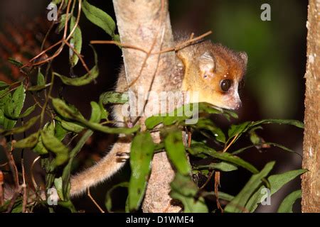 Goodman's Mouse Lemur (Microcebus lehilahytsara) approaching flowers to ...