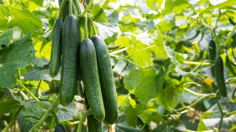 What Is The Best Time Of Year To Plant Cucumbers?