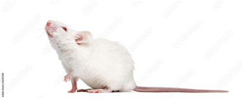 Foto de Side view of an albino white mouse looking up, Mus musculus do Stock | Adobe Stock