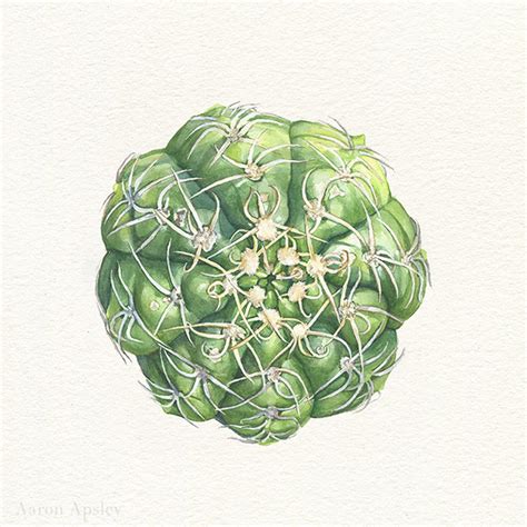 Cacti in Watercolor on SCAD Portfolios