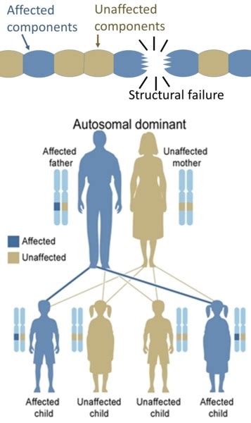 What is the Difference Between Genetic Testing and Genetic Screening - Pediaa.Com