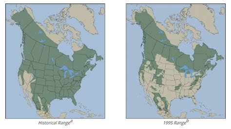 New Florida Black Bear Range Map