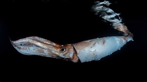 Giant squid: Diver captures stunning photos of rare 8-foot sea creature ...