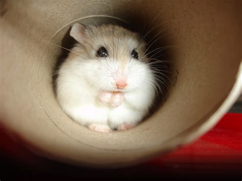 Everything about the Winter White Hamster (and more!)