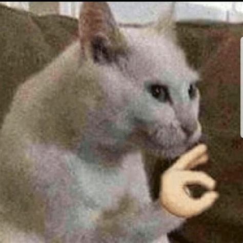 Response to seeing a good cat meme : r/Catmemes