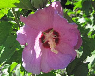 Hibiscus sp. (rose mallow) (Newark, Ohio, USA) 2 | Hibiscus … | Flickr