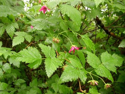 Salmonberry (Rubus Spectabilis) | Berry plants, Forest plants, Edible plants