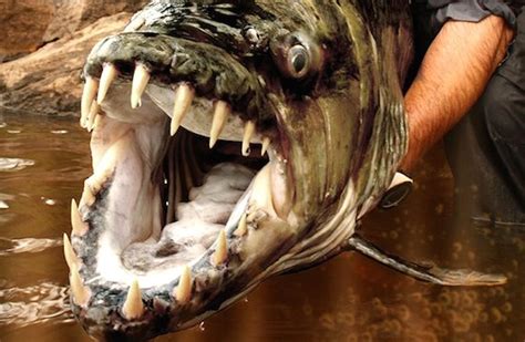 WATCH: The Goliath Tigerfish Is One Scary Mofo – Sick Chirpse