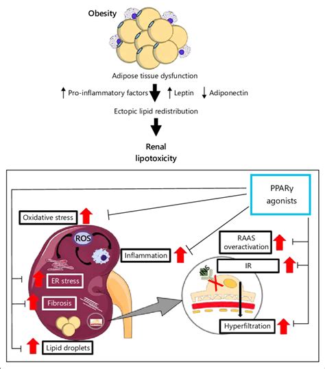 Renal lipotoxicity and PPARγ agonists effects. The lipotoxic effects ...