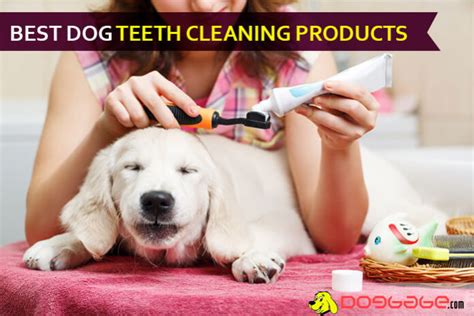 Ultimate Guide To The Best Dog Teeth Cleaning Product, Period!