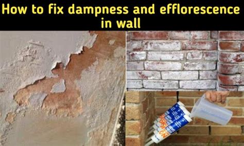 How To Repair Dampness And Efflorescences In Wall