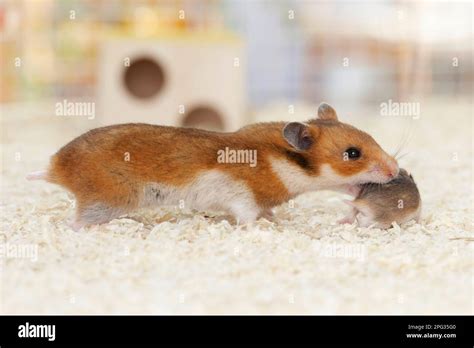 Pet Golden hamster. A mother picks up her baby to bring it back to the ...