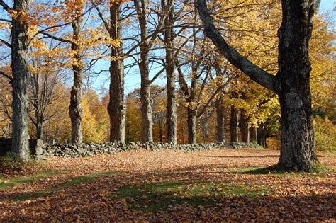 row of trees in fall foliage | The Ripest Pics