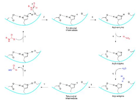 Solved Description: Serine proteases such as Chymotrypsin | Chegg.com