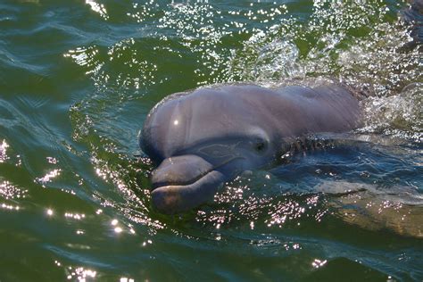 Hilton Head Dolphin Tours - Dolphin Experience Tour