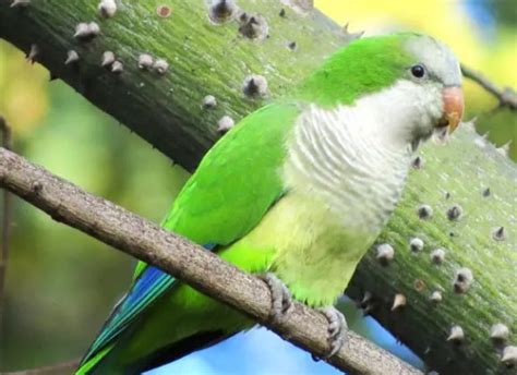 Searching for Parrots in...Europe? - Waking Up Wild | Waking Up Wild