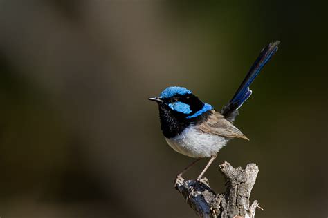 Superb fairy-wrens are adjusting their egg-size for the climate ...