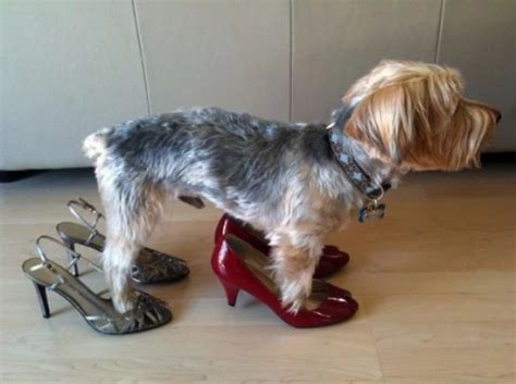 Top 10 Funny Images of Dogs in Shoes