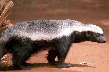 Honey Badger - African Mammals Guide